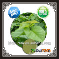 morus alba leaf extract